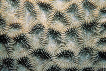 CotW: Favites flexuosa