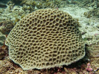 CotW: Favites flexuosa