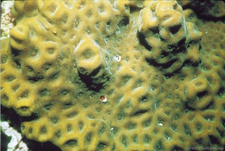 Favites halicora