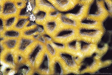 CotW: Favites halicora