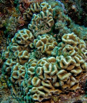 CotW: Favites halicora
