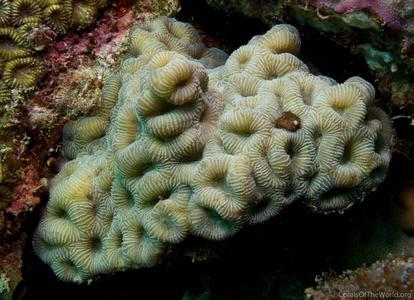CotW: Favites halicora