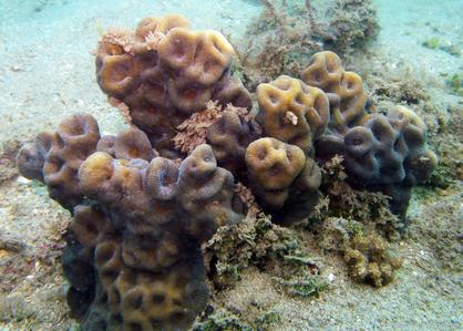 CotW: Favites halicora