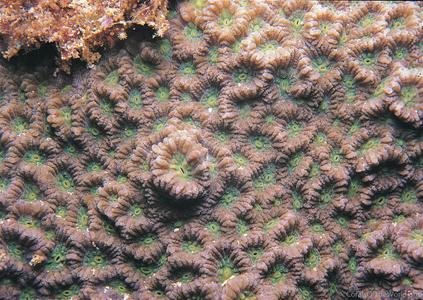 Favites micropentagona