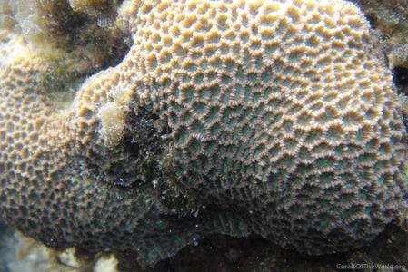 CotW: Favites micropentagona