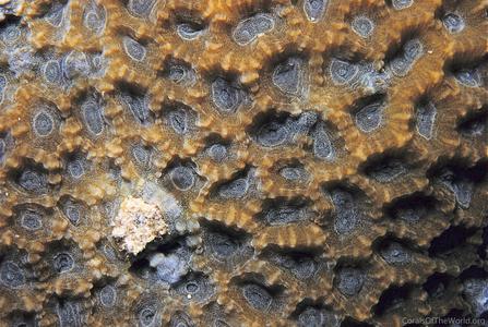 CotW: Favites micropentagona