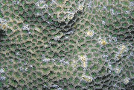 CotW: Favites micropentagona