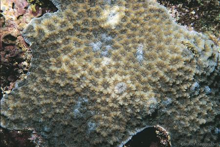 CotW: Favites micropentagona