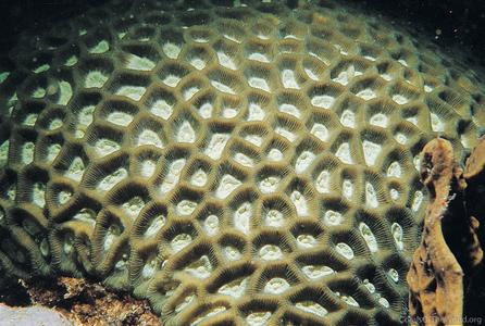CotW: Favites paraflexuosa
