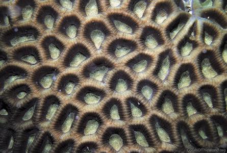 CotW: Favites paraflexuosa