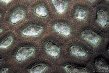 CotW: Favites paraflexuosa
