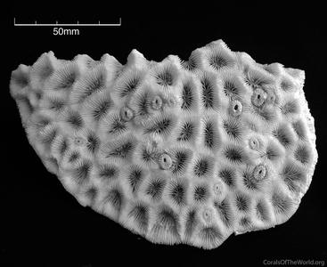 CotW: Favites paraflexuosa