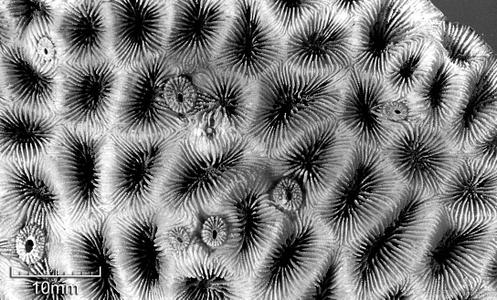 CotW: Favites paraflexuosa