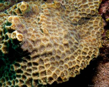 Favites pentagona