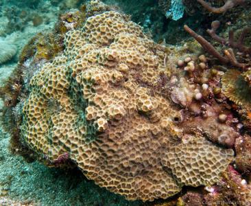 CotW: Favites pentagona