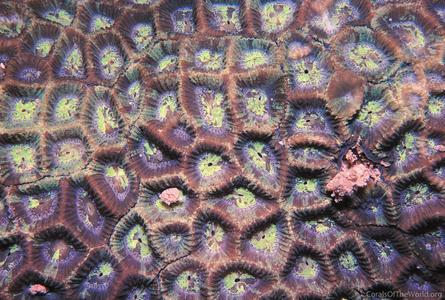 CotW: Favites pentagona