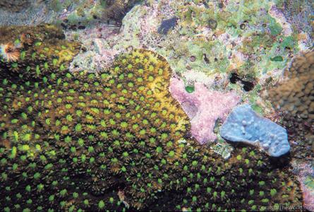 CotW: Favites pentagona