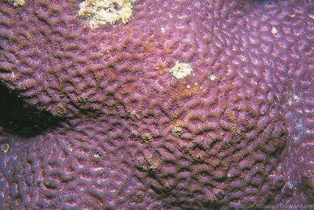 CotW: Favites pentagona