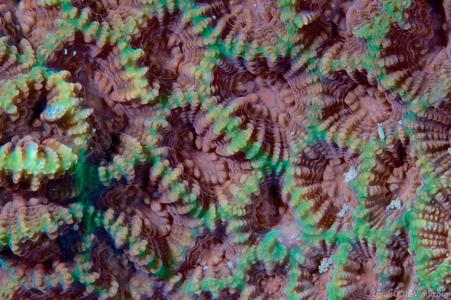 CotW: Favites russelli