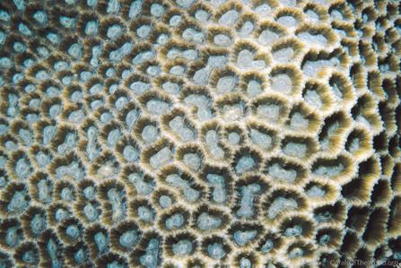CotW: Favites russelli