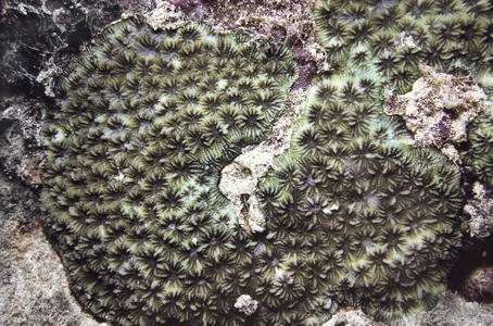 CotW preview: Favites spinosa
