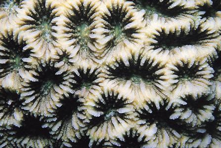 CotW: Favites spinosa