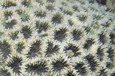 CotW: Favites spinosa