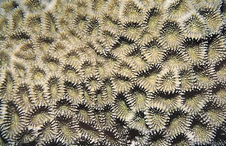 CotW: Favites spinosa
