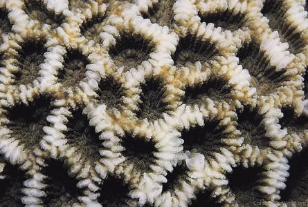 CotW: Favites spinosa