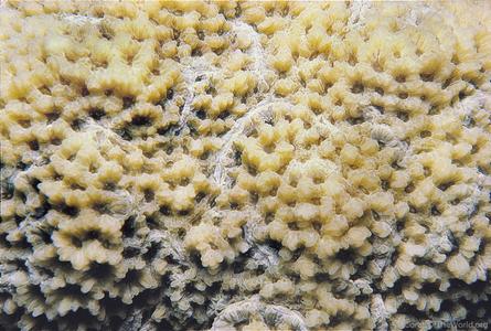 Favites stylifera