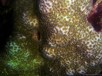 CotW: Favites stylifera