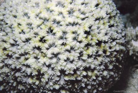 CotW: Favites stylifera