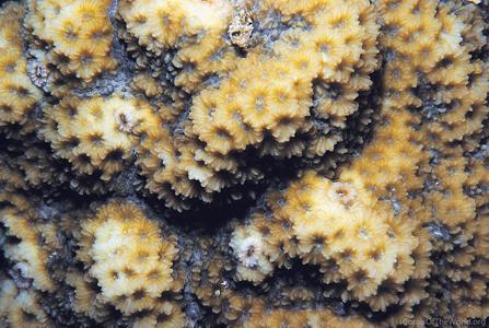 CotW: Favites stylifera