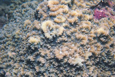 CotW: Favites stylifera