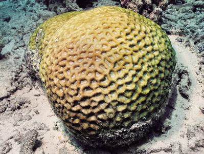 CotW preview: Favites vasta