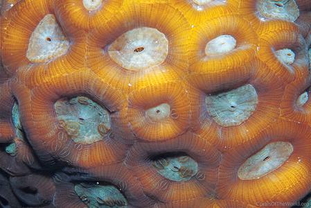 CotW: Favites vasta