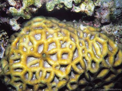 CotW: Favites vasta