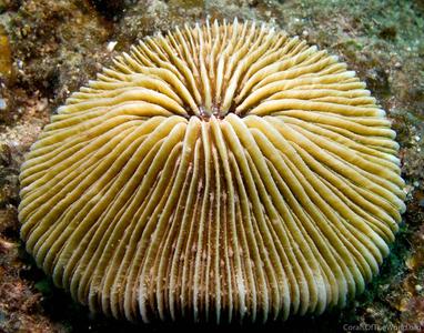 Fungia concinna