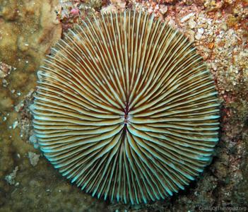 CotW preview: Fungia concinna