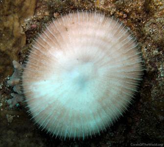 CotW: Fungia concinna
