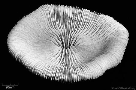 CotW: Fungia concinna