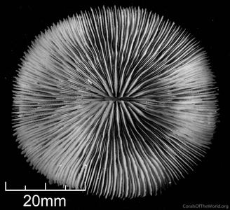 CotW: Fungia concinna