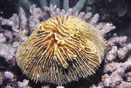 CotW preview: Fungia corona