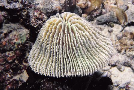 CotW: Fungia corona