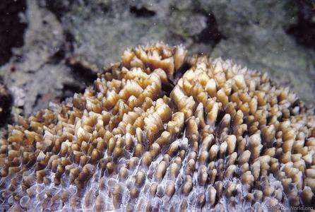 CotW: Fungia corona