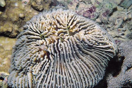 CotW: Fungia corona