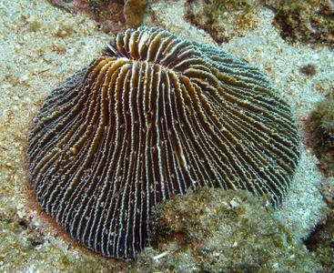 CotW: Fungia corona
