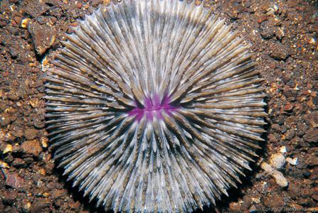 Fungia danai