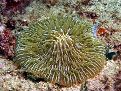 CotW: Fungia danai