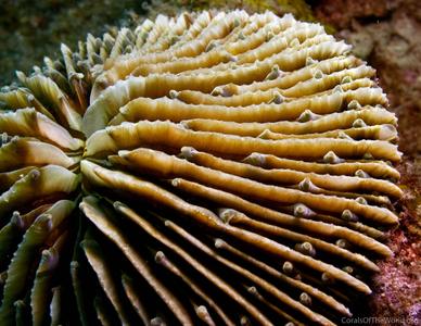CotW: Fungia danai